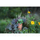 Humidificateur avec grenouille