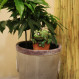 Humidificateur avec grenouille